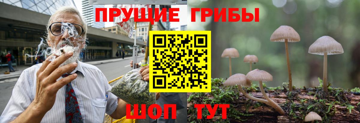 Псилоцибиновые грибы Psilocybe Саранск